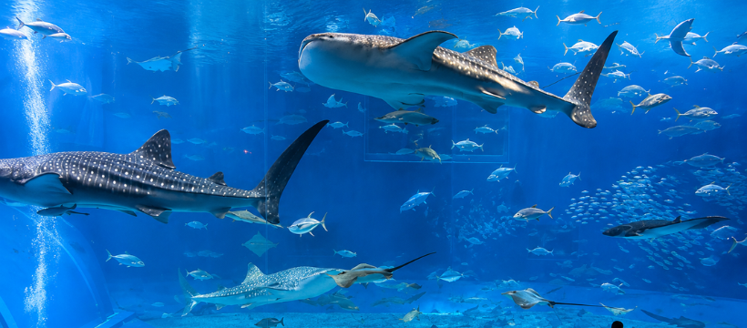 Dubai Aquarium & Underwater Zoo in Dubai, United Arab Emirates