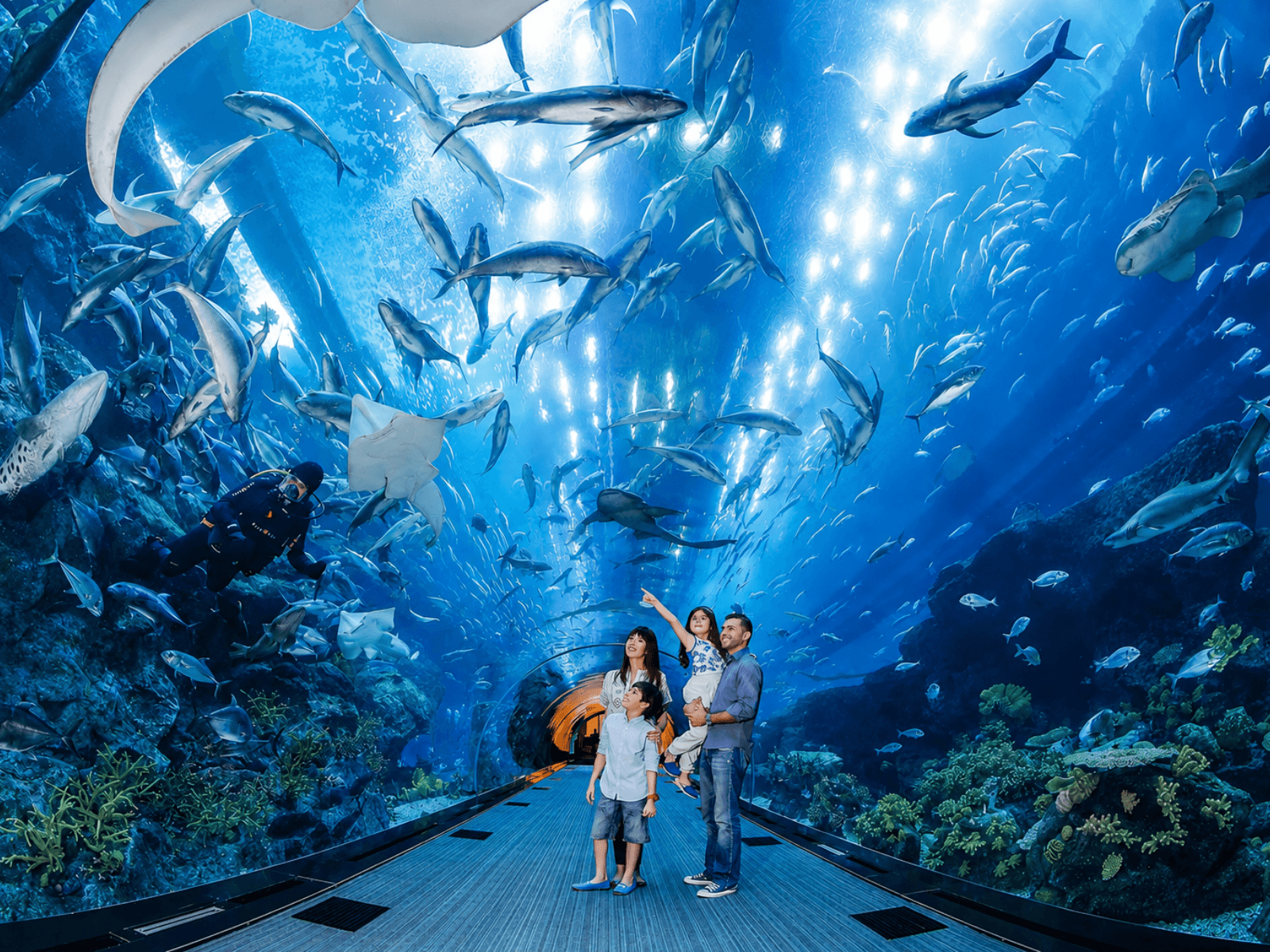Dubai Aquarium & Underwater Zoo in Dubai